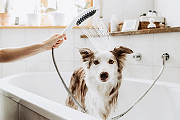 Ручной душ Hansgrohe DogShower 26640540 для собак Бирюзовый-6