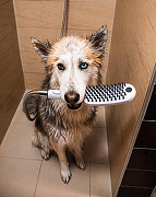 Ручной душ Hansgrohe DogShower 26640540 для собак Бирюзовый-7