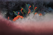 Фреска Ortograf Flower Dreams 31611 Фактура бархат FX Флизелин (4*2,7) Черный/Красный, Цветы-1