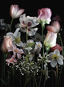 Фреска Ortograf Flower Dreams 31632 Фактура бархат FX Флизелин (2*2,7) Черный/Разноцветный, Цветы-1