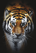 Фреска Ortograf Животные 4184 Фактура бархат FX Флизелин (1,5*2,2) Оранжевый/Белый/Черный, Животные-1