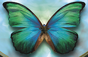 Фреска Ortograf Животные 5482 Фактура бархат FX Флизелин (4,2*2,7) Голубой/Зеленый, Бабочки-1