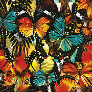 Фреска Ortograf Животные 5909 Фактура бархат FX Флизелин (2,7*2,7) Разноцветный, Бабочки-1
