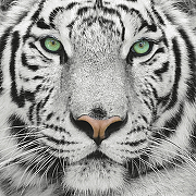 Фреска Ortograf Животные 10531 Фактура бархат FX Флизелин (2,4*2,4) Белый/Черный, Животные-1