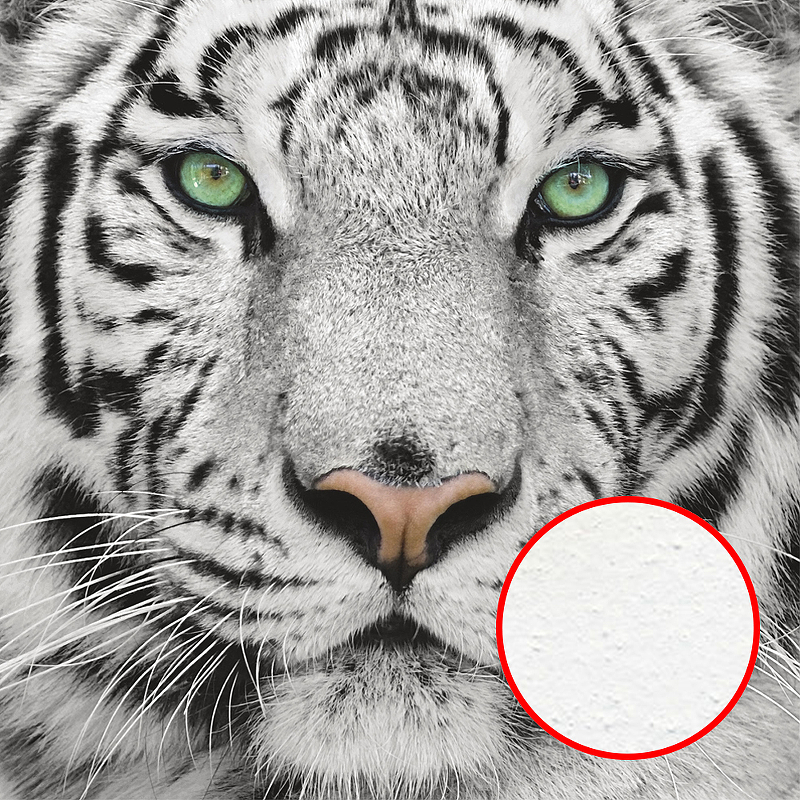Фреска Ortograf Животные 10531 Фактура бархат FX Флизелин (2,4*2,4) Белый/Черный, Животные