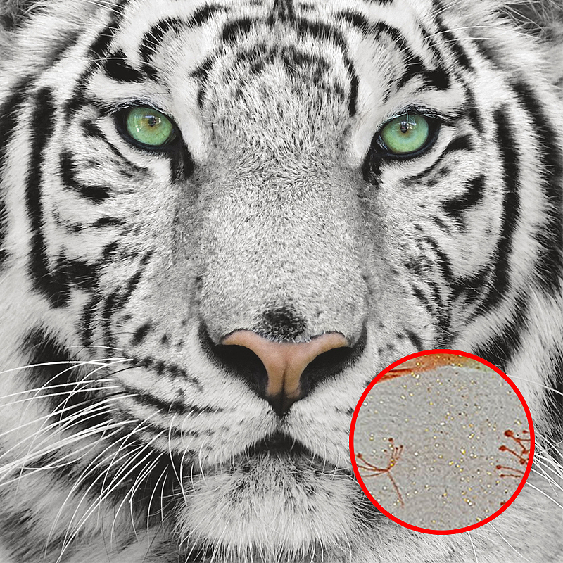 Фреска Ortograf Животные 10531 Фактура бархат золото FX-G Флизелин (2,4*2,4) Белый/Черный, Животные