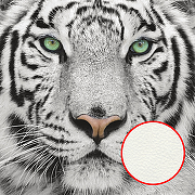 Фреска Ortograf Животные 10531 Фактура флок FLK Флизелин (2,4*2,4) Белый/Черный, Животные