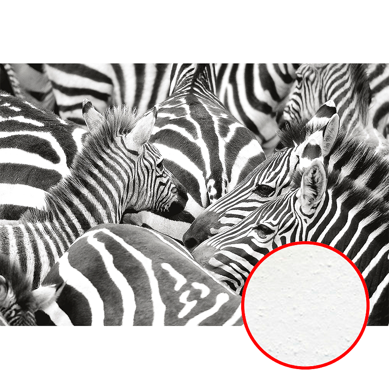 Фреска Ortograf Животные 50012 Фактура бархат FX Флизелин (4*2,7) Белый/Черный, Животные
