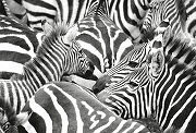 Фреска Ortograf Животные 50012 Фактура бархат FX Флизелин (4*2,7) Белый/Черный, Животные-1