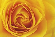 Фреска Ortograf Цветы 3159 Фактура флок FLK Флизелин (4*2,7) Желтый/Оранжевый, Цветы-1
