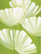 Фреска Ortograf Цветы 3596 Фактура бархат FX Флизелин (1,5*2) Зеленый/Белый, Цветы/Живопись-1