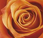 Фреска Ortograf Цветы 3160 Фактура бархат FX Флизелин (3*2,7) Оранжевый, Цветы-1