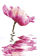 Фреска Ortograf Цветы 4332 Фактура бархат FX Флизелин (1,8*2,7) Белый/Розовый, Цветы-1