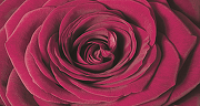 Фреска Ortograf Цветы 3610 Фактура бархат FX Флизелин (3*1,6) Красный, Цветы-1