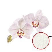 Фреска Ortograf Цветы 3618 Фактура флок FLK Флизелин (3*2) Белый/Розовый, Цветы