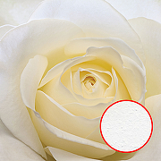 Фреска Ortograf Цветы 10004 Фактура бархат FX Флизелин (2,4*2,4) Белый, Цветы