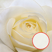 Фреска Ortograf Цветы 10004 Фактура флок FLK Флизелин (2,4*2,4) Белый, Цветы