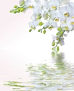 Фреска Ortograf Цветы 33209 Фактура бархат FX Флизелин (2,2*2,7) Белый/Зеленый, Цветы-1